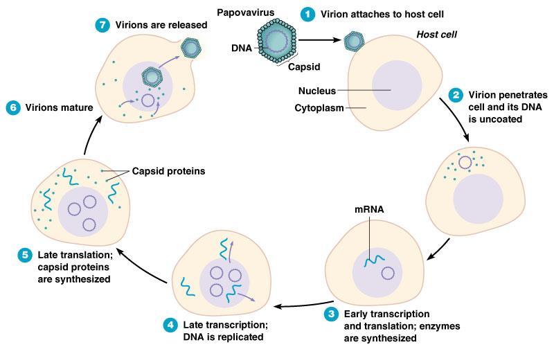 Viry reprodukce dsdna virů Uvolnění virionů Papovavirus DNA Adsorpce Hostitelská buňka Maturace Kapsid Jádro Cytoplasma Penetrace