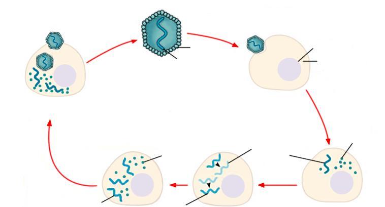 Viry reprodukce +ssrna virů Adsorpce Kapsid RNA Jádro Cytoplasma Maturace a uvolnění Penetrace Translace a syntéza virových