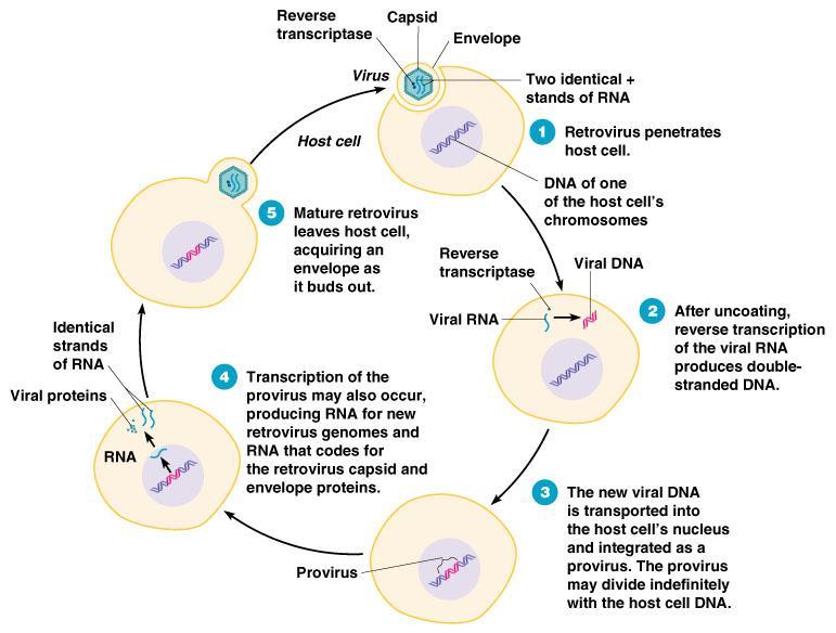 Viry reprodukce ssrna virů se zpětnou transkriptasou Reverzní transkriptasa Kapsid Obal Identické řetězce RNA Identické řetězce RNA Virové proteiny Hostitelská buňka Maturace, zisk obalu pučením