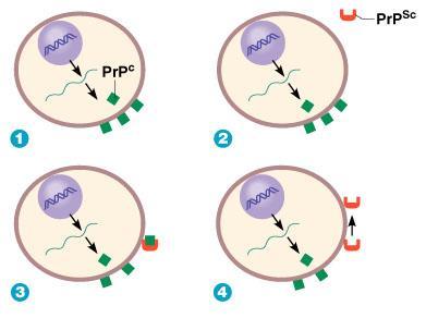 Priony Prion = proteinová infekční částice, neobsahuje nukleovou kyselinu Mechanismus