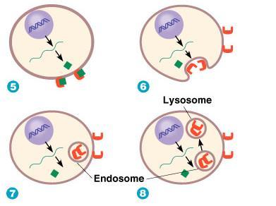 PrP C - PrP Sc se hromadí v buňkách PrP Sc Lysosom Endosom - Způsobují smrtelné
