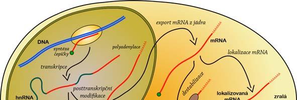 Úrovně regulace genové exprese eukaryot Svět RNA a bílkovin TRANSPORT A STABILITA mrna Transport a stabilita RNA