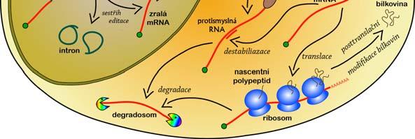 Stabilita RNA Degradační dráhy Motivy ovlivňující stabilitu RNA Umlčování genů hnrnp/mrnp Jaderný export Jaderné