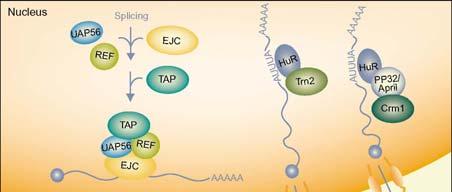 Alternativní dráhy transportu mrna Alternativní dráhy transportu mrna mrna obsahující ARE (adenosine/uridine-rich elements) v 3 -UTR early response genes cytokiny, lymfokiny, protoonkogeny nestabilní