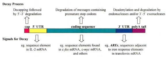 Stabilita mrna Faktory ovlivňující délku života (stabilitu) mrna Cis-elementy Trans-faktory Primární sekvence mrna Ribosomy Strukturní elementy RNA-vazebné bílkoviny Čepička (5-5 trifosfátová vazba)