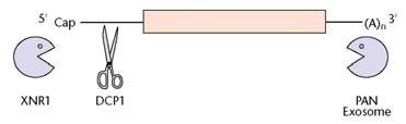 autoregulační smyčka RNasa P štěpení 5 -konce trna Degradace bakteriálních mrna Stabilizační vlásenky se smyčkami v 5 i 3 UTR Exonukleolytické štěpení jen 3 ->5 Poly(A) polymerasa syntéza 10-40 nt