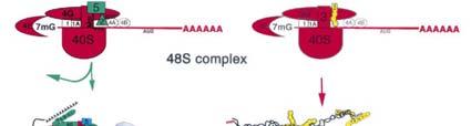 komplexy vznik po působení stresu fosforylace eif2α v ternálním komplexu eif-gtp-trna Met ->