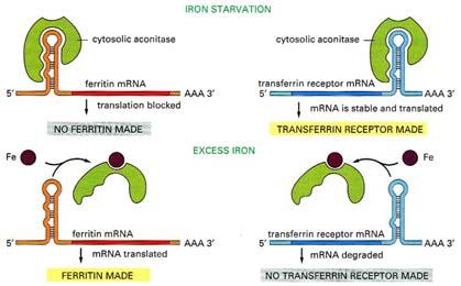 enzym akonitasa vazba k IRE stabilizuje TR mrna regulace železem Rostlinné RBP ABH1 (ABA hypersensitive 1) homolog