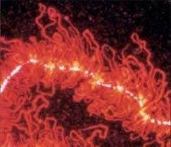 Heterogenní jaderné RNP (hnrnp) Heterogenní skupina RNA-vazebných bílkovin často asociovaných s chromatinem Původně 6 ( jádro ), dnes cca 30 polypeptidů (není konečné) Společné vlastnosti: přítomnost