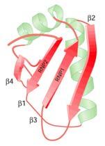 struktura velká množina bílkovin vážících se k nascentnímu transkriptu Motiv RNP motiv ARM Arginine-rich motif RGG box KH motiv K-homology motif DSRM dsrnabinding motif RNA vazebné motivy v RBP