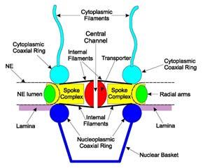 filament s cytoskeletem interakce vnitřních filament s laminou interakce jaderného koše s filamentózními bílkovinami v jádře (nukleoskelet?
