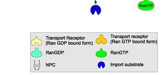 transport factor2)) 24 kda 15 kda, homodimer, import receptor pro Ran pyruvát kinasa NLS::pyruvát kinasa Jednotlivé molekuly Makromolekulární komplexy (i 1000x větší než při difusi) ribosomální