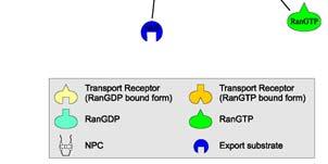 (1984) Cell 39: 499 Import přes NPC Export přes NPC Rozpoznání NLS nákladu importinem α Přenos Impα a nákladu do jádra prostřednictvím importinu β Disociace nákladu od importinu α Navázání Ran-GTP a