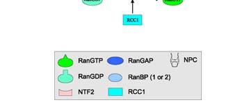 RanGTPasový cyklus Přenos Ran-GTP v komplexu s importinem αči exportinem do cytoplasmy