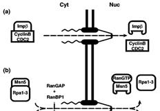 RanGTPasový cyklus Netradiční formy jaderného transportu a) Import nezávislý na Ran cyklin B1-CDC2 / Impβ přímá interakce nákladu s Impβ RanGTP není potřeba pro žádný krok RanGTPasový cyklus - VIDEO