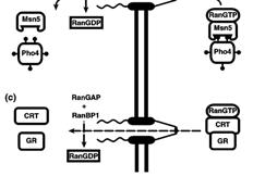 export různých bílkovin různé domény rozpoznávané různými náklady c) Transportní receptory mimo nadrodinu Impβ kalretikulin (CRT) popsaný jako Ca-vazebný protein asociovaný s ER CRT-specifické