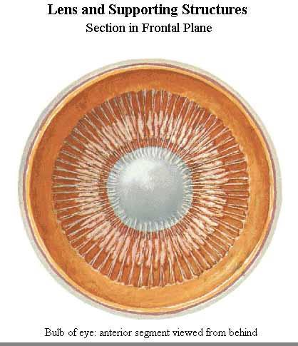 Čočka = Lens polus anterior, posterior axis, equator, radii (švy ve tvaru Y a obráceného Y) capsula lentis