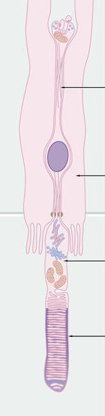 Tyčinky = Neuron bacilliferum tyčinka = bacillum retinae synaptický terčík (discus membranaceus) axon jádro vnitřní segment GA, ER, MIT;