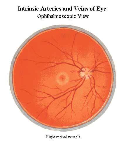 Vasa sanguinea retinae oční pozadí (fundus oculi) a. centralis retinae arterioly a. temporalis sup.