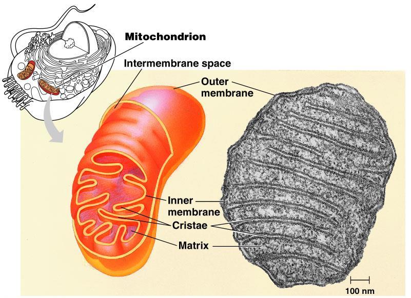 Oxidativní fosforylace probíhá