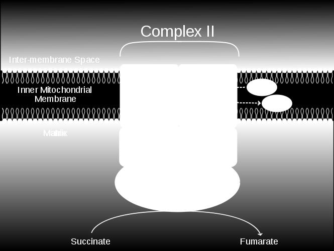 dehydrogenasa -