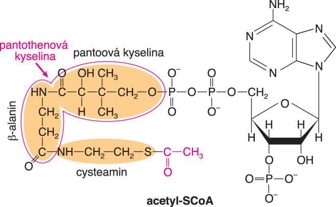 Acetyl-oA (= AcSoA nebo AcoA) Zdroje: