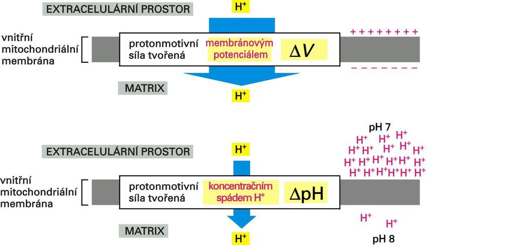 Dvě složky gradientu elektrochemického potenciálu protonů přes vnitřní mitochondriální membránu protonmotivní síla + out G = F. + 2,303. RT.