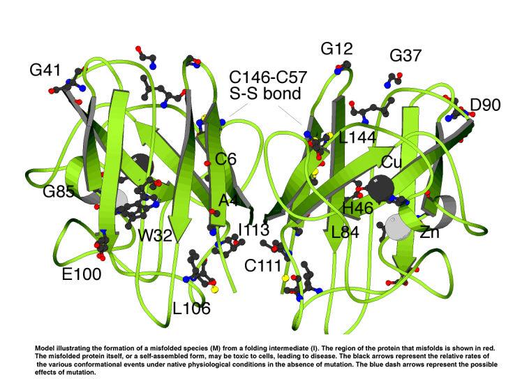 Posttranslační úpravy proteinů odstranění methioninu sbalení polypeptidu do 3D struktury chemická modifikace: přidání fosfátůči cukrů prekurzory proteinů