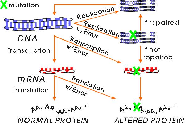 Mutace Frekvence mutací s věkem stoupá, zejména v DNA mitochondrií Nejvíce mutací v nejvíce okysličovaných tkáních kosterní a srdeční sval,