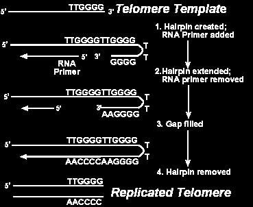 Telomery / replikativní stárnutí Replikativní senescence - zástava buněčného cyklu nebo i zánik buňky Lidské buňky mohou průměrně v in vitro podmínkách prodělat 50 buněčných cyklů.