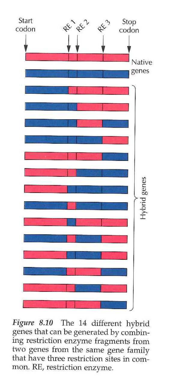 Vytváření hybridních genů kombinací restrikčních