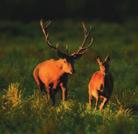 68 1. Pevnost Brod a františkánský klášter ve Slavonském Brodu 1 Turistické sdružení města Slavonski Brod Trg pobjede 28/1, 35000 Slavonski Brod Tel.: +385 (0)35 447 721 E-mail: info@tzgsb.