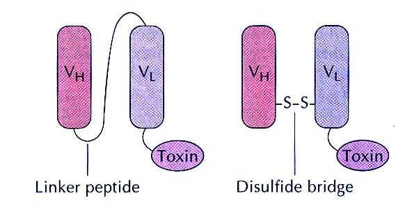 Jednořetězcové protilátky a imunotoxiny A B - exotoxin A Pseudomonas - difterický toxin - ricin Protinádorové působení (vazba na receptory a povrchové proteiny nádorových buněk) Záměna peptidového