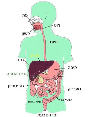 69 א. ב. ג. ד. ה. כתוב מהם המקומות לאורך מערכת העיכול בהם מתפרק החלבון. מה הם תוצרי הפרוק בכל אחד מהמקומות? היכן וכיצד נספגים תוצרי הפירוק לתאים?