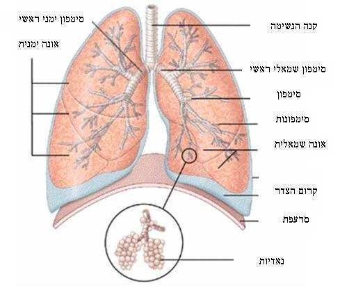 78 הפחמן הדו-חמצני עובר מסלול הפוך מזה של החמצן, מתאי הגוף הוא מפעפע אל הדם, ומשם - לאוויר שבנאדיות, ולבסוף הוא נפלט החוצה כיון שהריאות בנויות מנאדיות ואלה מלאות באוויר, רקמת הריאה היא קלה מאוד ודומה