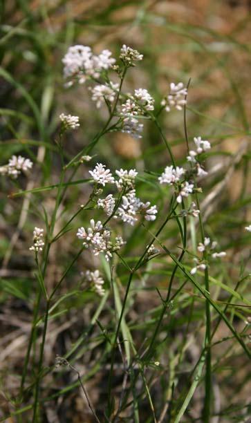 (Alysso-Festucion pallentis) Asperula cynanchica: listy často