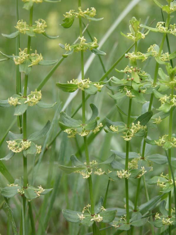 Cruciata