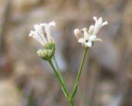 Co je a co není Galium Cruciata: úžlabní květenství kratší než listy, vždy 4četné