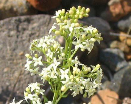 glabra Asperula: květenství koncová vrcholičnatá, delší než listy, C trubka delší než