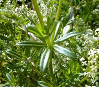 Galium mollugo (2x) x G.