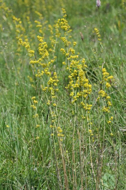 Galium wirtgenii (2x) x G.