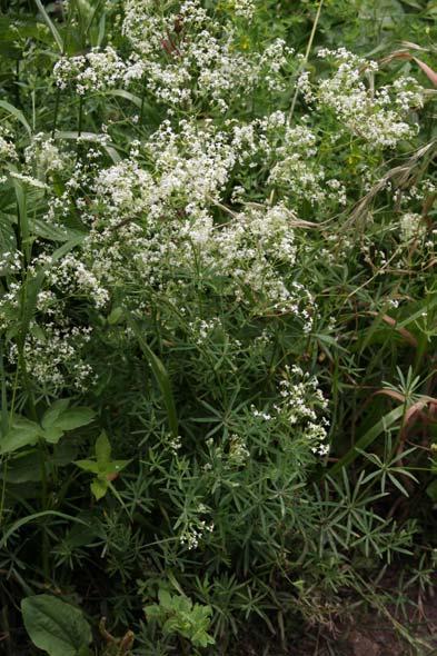 Galium sylvaticum x G.