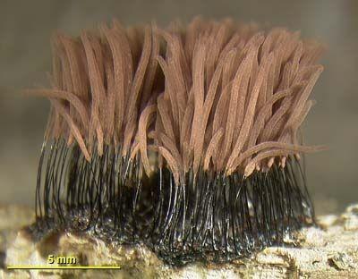 Amoebozoa oddělení: Mycetozoa třída: Myxogasterea (Myxomycetes) myxomonády nebo myxaméby plazmodia 3 typy plazmodia se mohou měnit na sklerocia nebo sporokarpy 3 typy uvnitř sporokarpu se vytvářejí