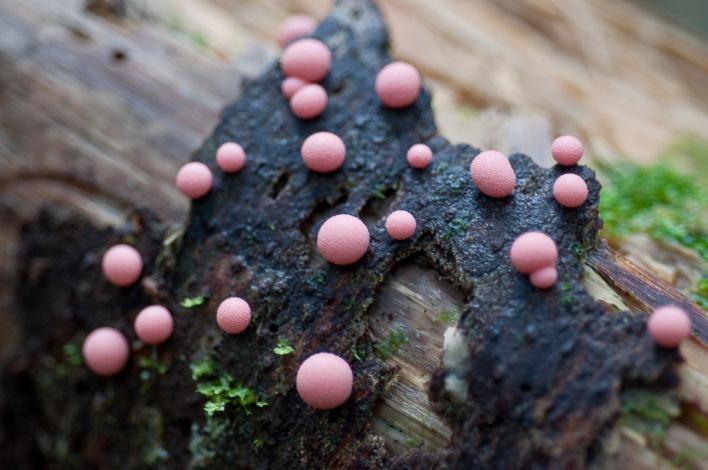 Amoebozoa oddělení: Mycetozoa třída: Myxogasterea