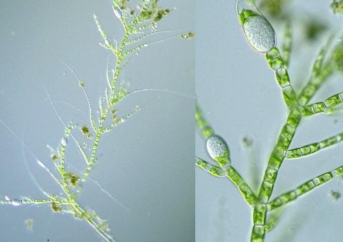 SAR - Stramenopila Hyphochytriomycota Anisolpidium parazité mořských a sladkovodních řas
