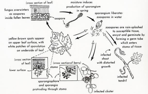 SAR - Stramenopila Peronosporomycota,