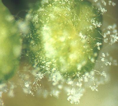 Peronosporaceae, Plasmopara viticola