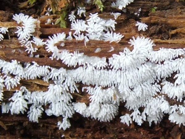 Amoebozoa oddělení: Mycetozoa třída: Protostelea (Protosteliomycecetes) Ceratiomyxa myxaméby a myxomonády s 1 nebo 2 bičíky plazmodia a sporokarpy fagocytují