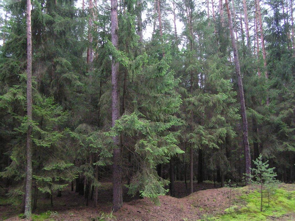 Dvoumýtný les vysokokmenný na příkladu borovice lesní v horní