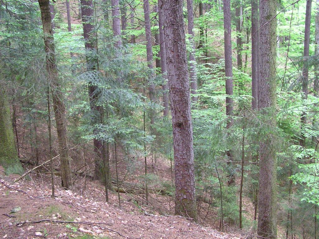 Přírodě blízké pěstování lesů zaměřené na